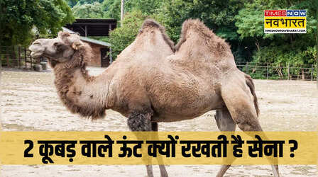 लद्दाख में 2 कूबड़ वाले ऊंट क्यों रखती है सेना, क्या आप जानते हैं जवाब ?