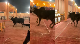 Today Viral Video शादी पंडाल में घुसा सांड फिर मचा ऐसा धमाल देखकर कहेंगे- ये है असली धुरंधर