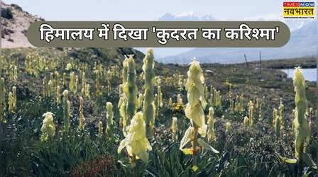 'सिक्किम सुंदरी' क्या है, हिमालय में 30 साल बाद नजर आया कुदरत का करिश्मा, आनंद महिंद्रा ने दिखाया