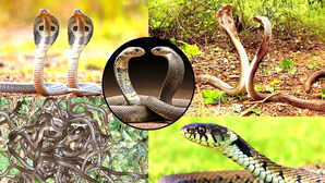 दुनिया भर के हजारों सांप यहां करते हैं रोमांस उनके लिए गोवा से कम नहीं है ये जगह