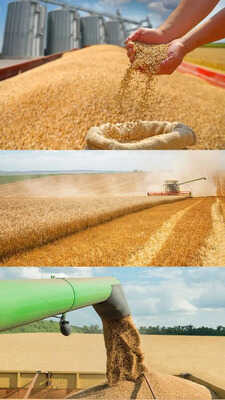 गेहूं उत्पादन में कौन सा देश राजा टॉप 10 में भारत किस नंबर पर