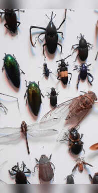 कानूनी अधिकार पाने वाला पहला कीड़ा कौन सा है 99 लोग नहीं जानते जवाब