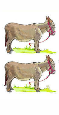 जंगल में घास चरते दो घोड़े आपको इस तस्वीर में खोजना है पांच अंतर  क्या आप ढूंढ पाएंगे