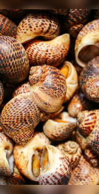 3 साल तक सोता ही रहता है यह जीव सिर्फ वैज्ञानिक जानते हैं यह बात