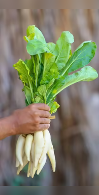 कचरा समझकर नहीं फेंके मूली के पत्ते मूली से ज्यादा है फायदेमंद जान लें क्या काम आते हैं