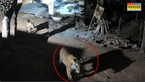 सतना में आश्रम के बाहर पहुंचा टाइगर हरकत करते CCTV में कैद