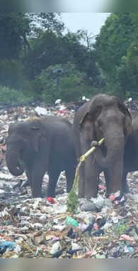 हाथी मांसाहारी होते हैं या शाकाहारी नहीं जानते होंगे असली सच