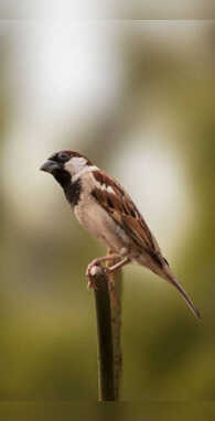 घर-आंगन की चहचहाती चिड़िया कितनी होती है इस छोटी सी गौरैया की उम्र