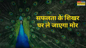 मोर को बना लें गुरु जीवन में जब ना दिखे कोई रास्ता तो कर लें मोर के ये 7 सबक