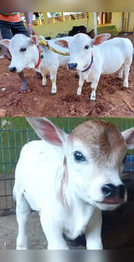 दुनिया की सबसे छोटी गाय ऐसा क्या इसमें कि साइज छोटा पर दाम बड़ा