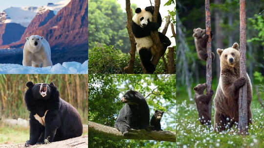 धरती पर कितने तरह के पाए जाते हैं भालू इंसानों के लिए कौन है सबसे ज्यादा खतरनाक