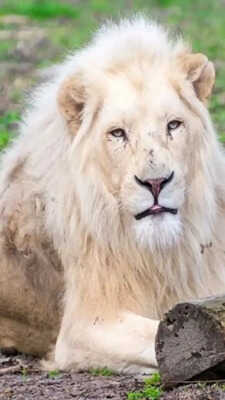 कुछ शेर सफेद क्यों होते हैं जान लें असली कारण