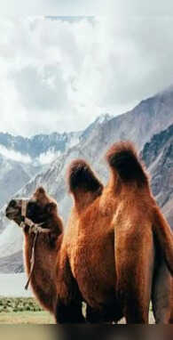 ऊंट के कूबड़ में आखिर क्या होता है जान लीजिए असली सच