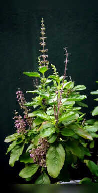 सर्दियों में सूख चुकी तुलसी में लौट आएगी जान बस करें ये आसान काम