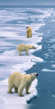 ग्रीनलैंड के अलावा सिर्फ इसी देश में मिलता है ये खूबसूरत जानवर