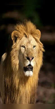 शेर को तमिल भाषा में क्या कहते हैं नाम सुन सीना चौड़ा हो जाएगा