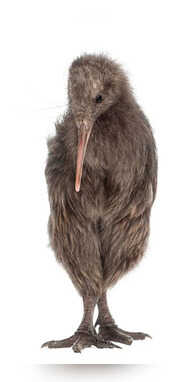 पक्षी लेकिन पंख नहीं बताइए कौन है यह जीव