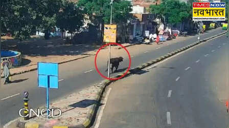 Ahmedabad: स्मार्ट सिटी के लिए स्मार्ट सॉल्यूशन्स; आवारा गायों की पहचान अब AI से, शुरू हुआ पायलट प्रोजेक्ट