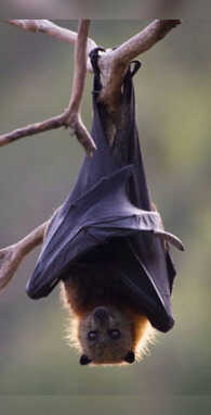 कितने दिन में पैदा होता है चमगादड़ जवाब जानकर यकीन नहीं कर पाएंगे