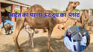 भारत में यहां है ऊंट दूध का पहला प्रोसेसिंग प्लांट रोज 4 लाख लीटर दूध होता प्रोसेस