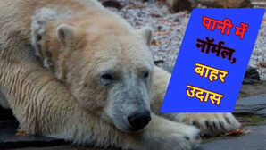 लगता है रो देगा ये है दुनिया का सबसे उदास नजर आने वाला जानवर