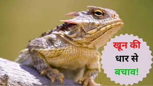 क्या आपने देखा है ये जानवर खतरे में आंखों से निकालता है खून दुश्मन रह जाता है कन्फ्यूज