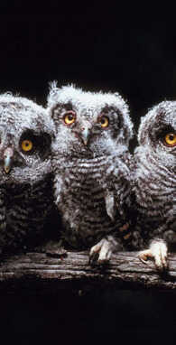 उल्लू के ग्रुप को क्या कहते हैं 99 प्रतिशत लोगों को नहीं मालूम जवाब