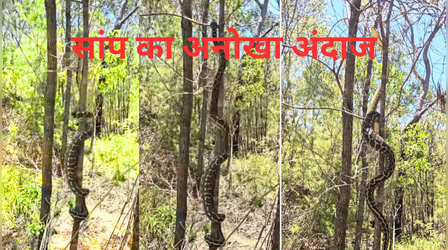 सांप को कभी पेड़ पर चढ़ते हुए देखा है, नजारा देखकर आंखों पर नहीं होगा यकीन, देखें वायरल VIDEO