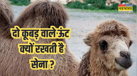 लद्दाख में 2 कूबड़ वाले ऊंट क्यों रखती है सेना, क्या आपको पता है जवाब ?