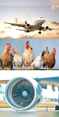 हवाई जहाज के इंजन पर क्यों फेंके जाते हैं मुर्गे