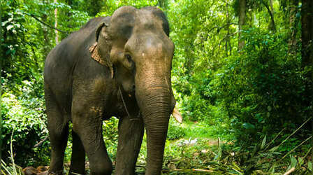 Jharkhand News: बोकारो में हाथियों का कहर, एक ही परिवार के तीन लोगों को कुचलकर मार डाला