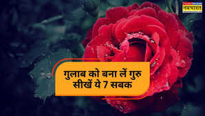 Rose Day 2026 गुलाब हमें क्या सिखाता है सबसे सुंदर गुलाब कौन सा है