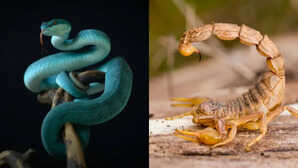 सांप vs बिच्छू किसका जहर ज्यादा खतरनाक एक काटे तो खतरा दूसरे का डंक है आफत