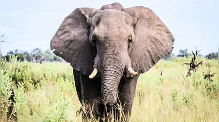 झारखंड के बोकारो में हथिनी का आतंक; दो दिन में मासूम समेत 5 की ली जान, लोगों में दहशत