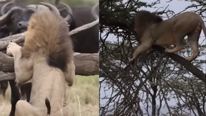 viral video अपनी जान बचाकर पेड़ पर चढ़ा शेर  भैंसों के झुंड ने जंगल का राजा को सिखाया सबक