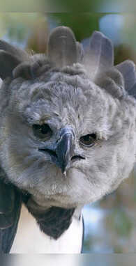 आसमान का शेर है ये पक्षी कहलाता है टॉप लेवल का शिकारी