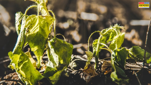 मुरझाए पौधों को फिर लहलहाता कर देगा ये अमृत टॉनिक आज ही रसोई की इन चीजों से बना लें