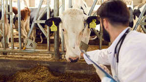 RPSC पशु चिकित्सा अधिकारी भर्ती परीक्षा 19 अप्रैल को न्यूनतम अंकों का प्रावधान नहीं