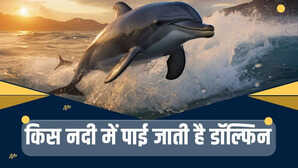 भारत में भी है डॉल्फिन से भरी हुई एक नदी क्या आप जानते हैं नाम