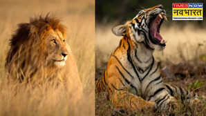पहले शेर था भारत का राष्ट्रीय पशु तो टाइगर को क्यों बनाया गया वजह जानकर गर्व से चौड़ा होगा सीना