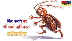 सिर को धड़ से अलग कर दीजिए फिर भी नहीं मरेगा कॉकरोच कारण जान दिमाग खराब हो जाएगा