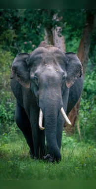 हाथी के दिल और दिमाग का वजन कितना होता है