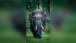 हाथी के दिल और दिमाग का वजन कितना होता है