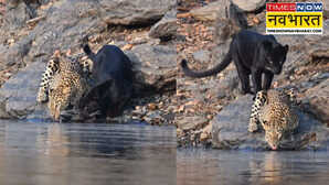 Viral Video एक फ्रेम में दो शिकारी जंगल में साथ दिखे ब्लैक पैंथर और तेंदुआ वीडियो देख लोग बोले