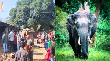 हजारीबाग में हाथियों का आतंक; हमले से छह की मौत, प्रशासन और वन विभाग अलर्ट