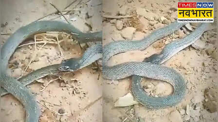 Viral Video: जब खुद को ही खाने लगा सांप! कैमरे में कैद हुआ हैरान कर देने वाला नजारा