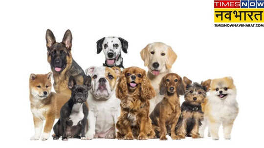 Ajab Gajab दुनिया का वह देश जहां कुत्ते को माना जाता है भगवान का दूत यहां डॉगी शेरों से भी ज्यादा खास