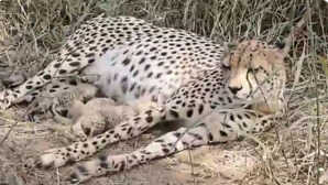 चीता गामिनी ने दिया तीन शावकों को जन्म अब कितनी हुई भारत में चीतों की संख्या जान लें पूरी डिटेल