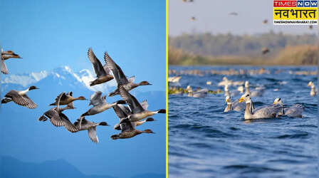 बर्डवॉचिंग लवर्स के लिए खास, सर्दियां खत्म होने से पहले घूम आएं ये 4 जगह
