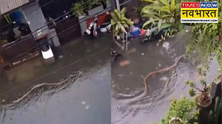 Viral Video: पानी में सड़क पर बहकर आया 5 मीटर लंबा और खतरनाक सांप, वायरल वीडियो ने उड़ाए सबके होश